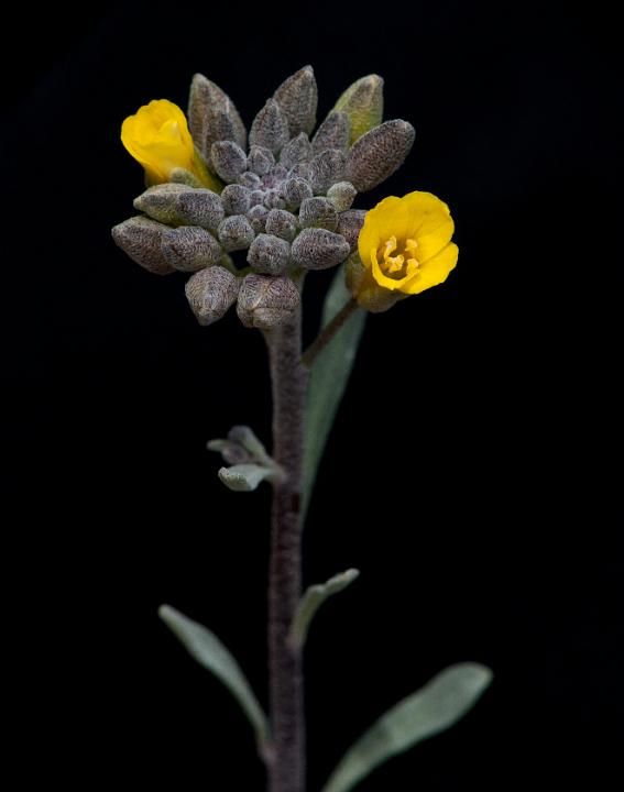 Mesa Verde Mustard 1014.jpg